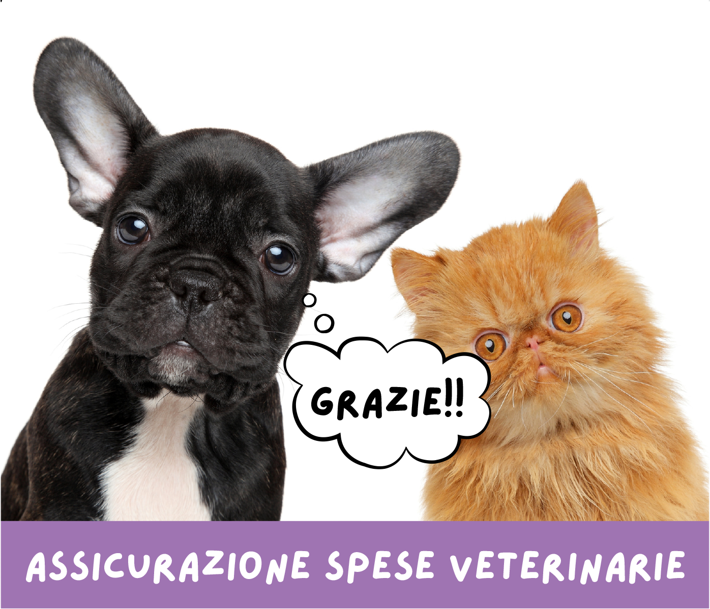 Assicurazione spese veterinarie